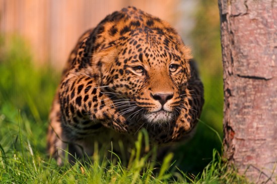 Pouncing leopard