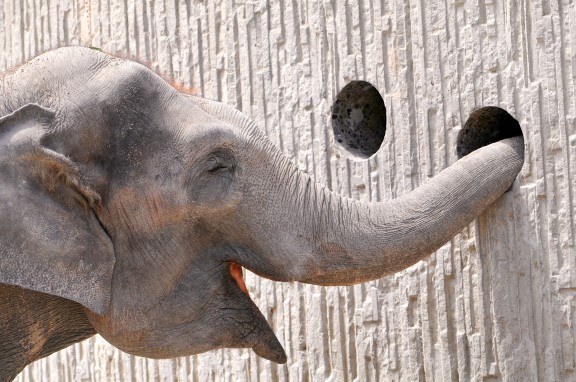 Poking elephant